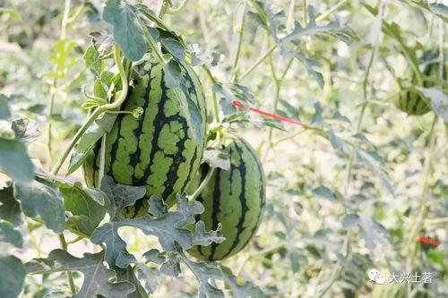 近日爆料网红吃瓜